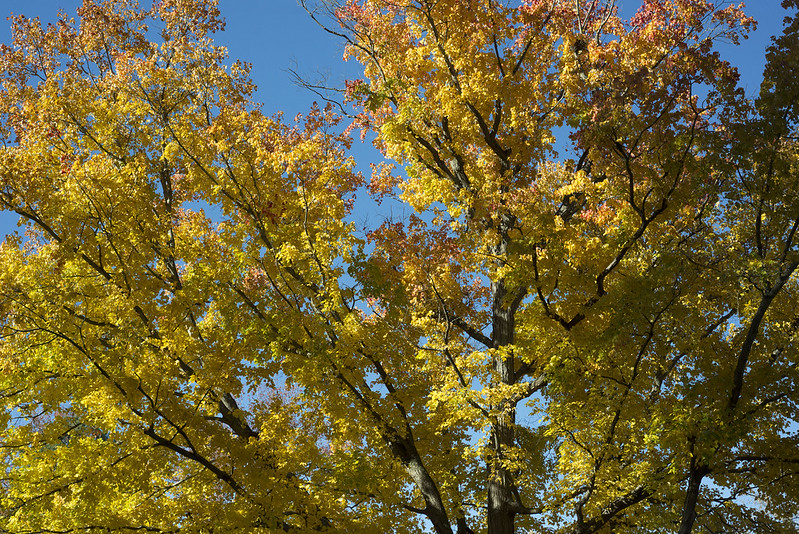 autumn tree