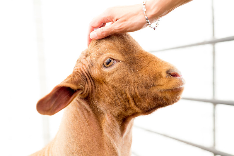 goat and hand