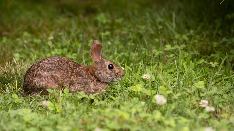 bunny