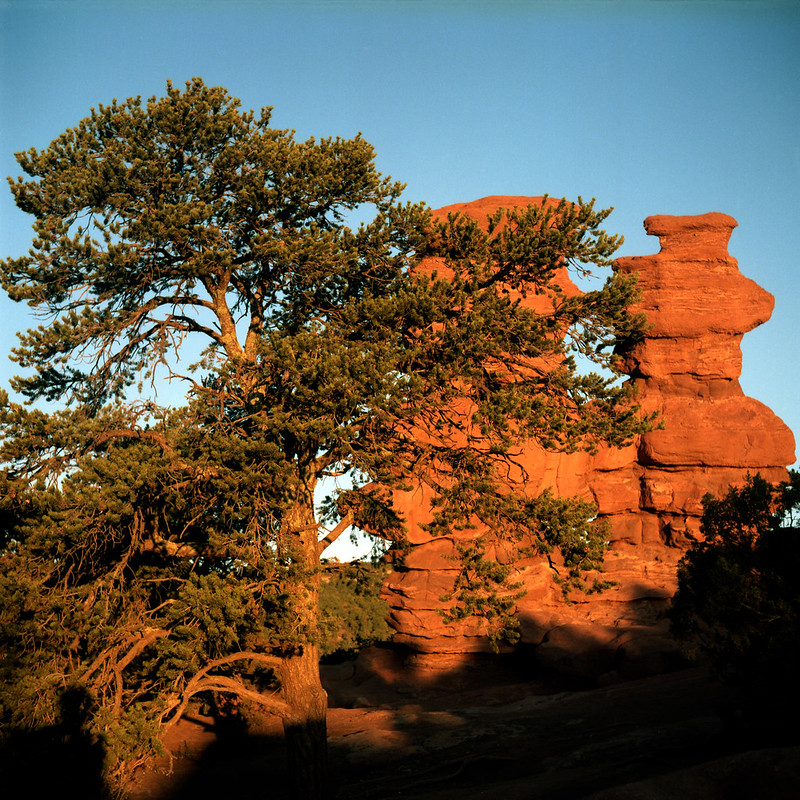 tree and sisters